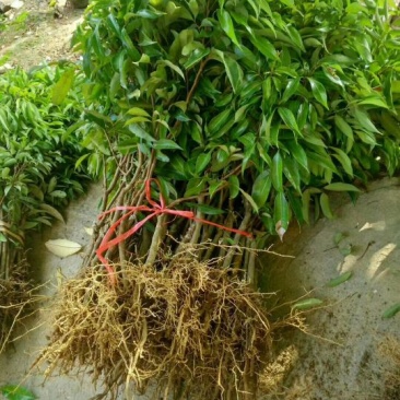 妃子笑荔枝苗50~80cm