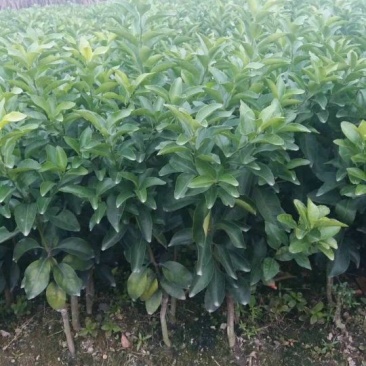 沙糖桔苗50~80cm