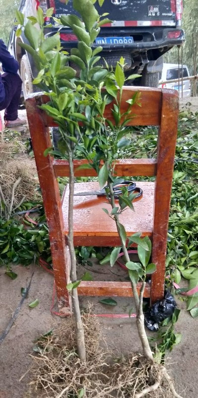 沙糖桔苗50~80cm