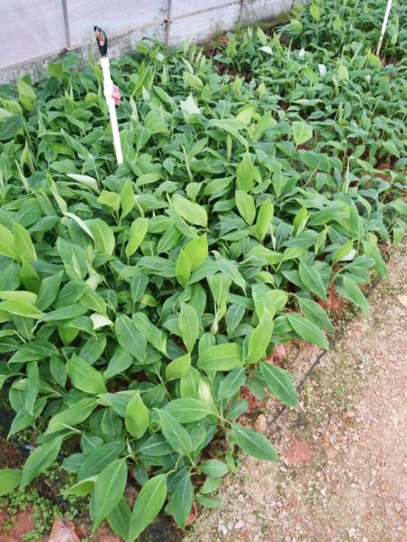 香蕉苗1~2年一级良种