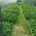 香蕉苗1~2年一级良种