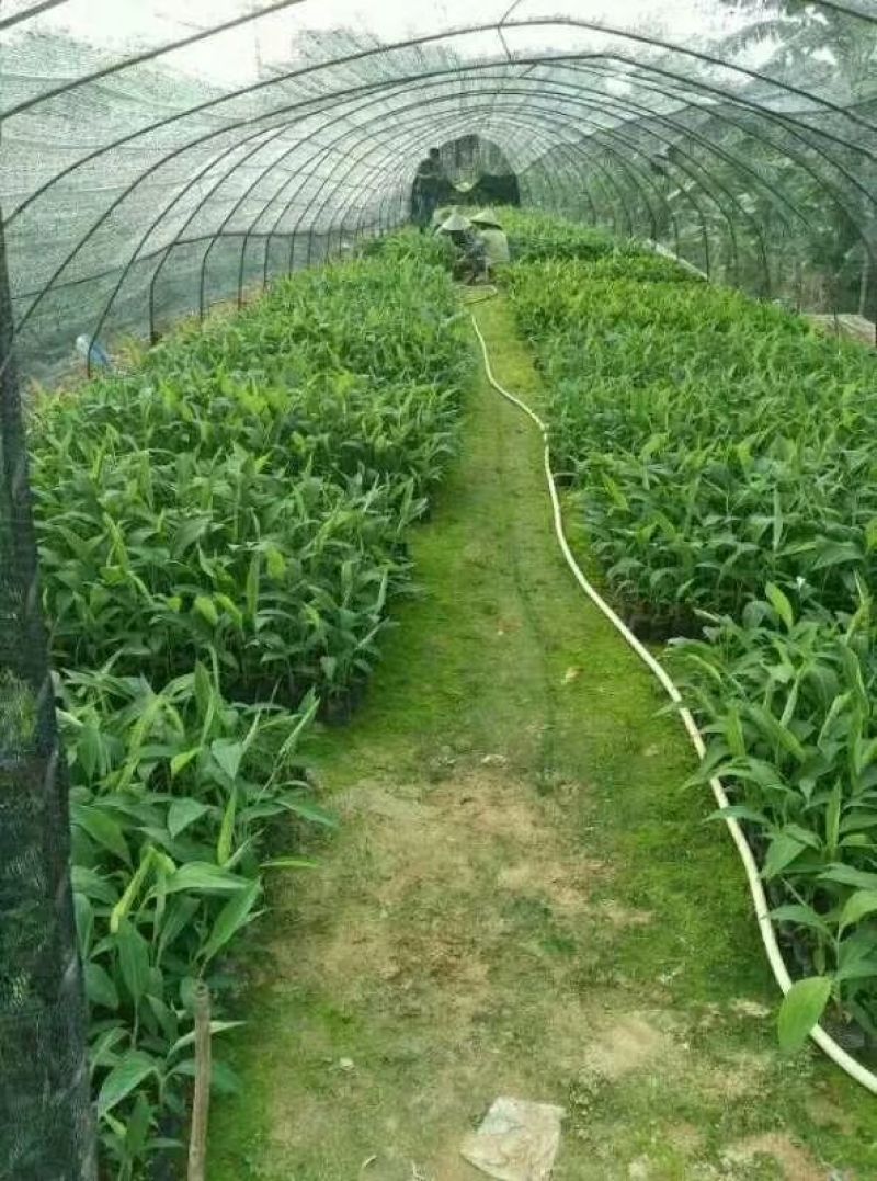 香蕉苗1~2年一级良种