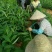 香蕉苗1~2年一级良种