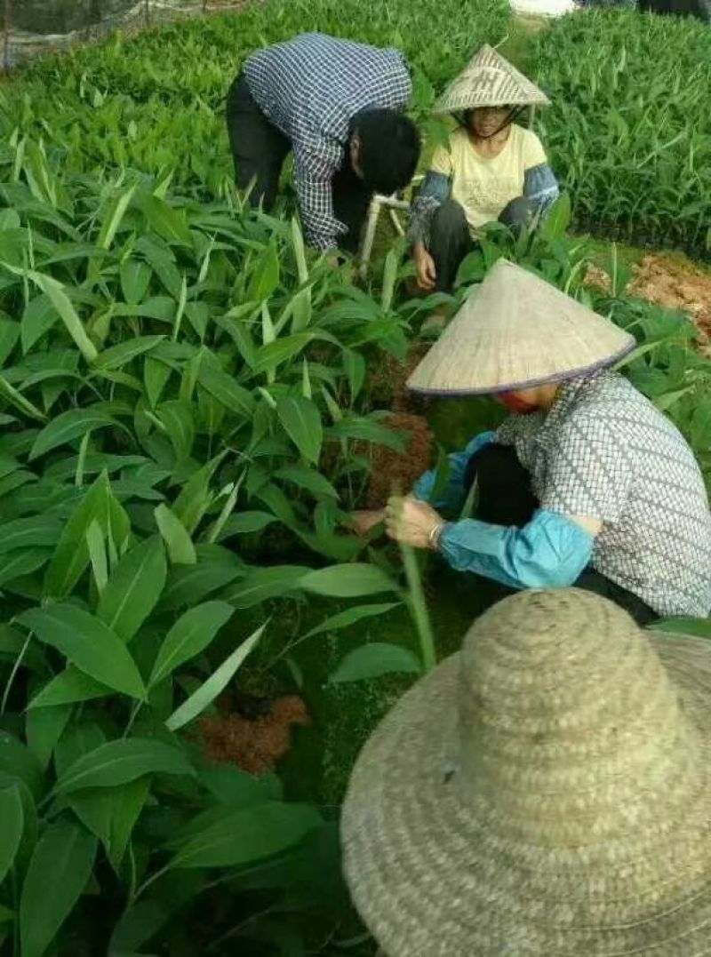 香蕉苗1~2年一级良种