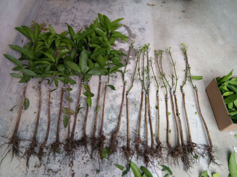 金煌芒果苗，包邮，直径1.2cm粗