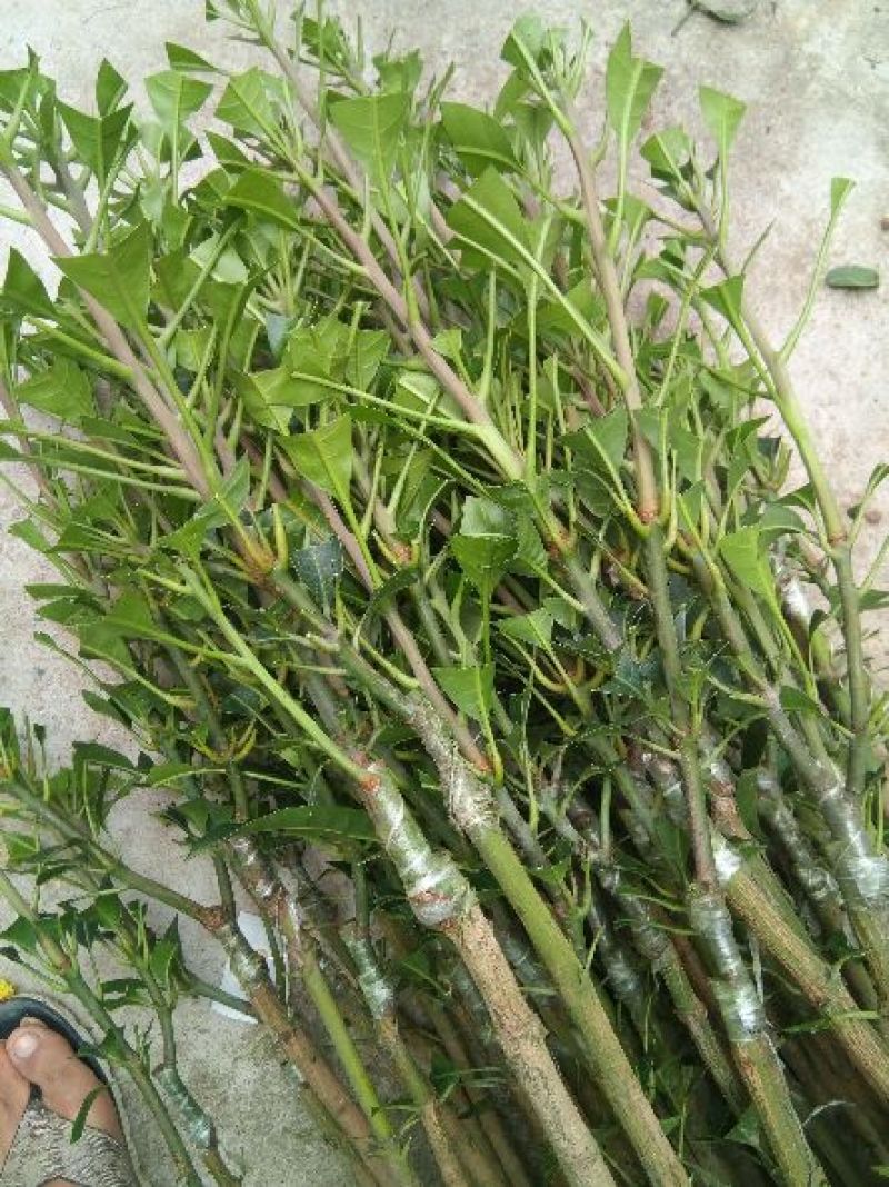 金煌芒果苗，包邮，直径1.2cm粗