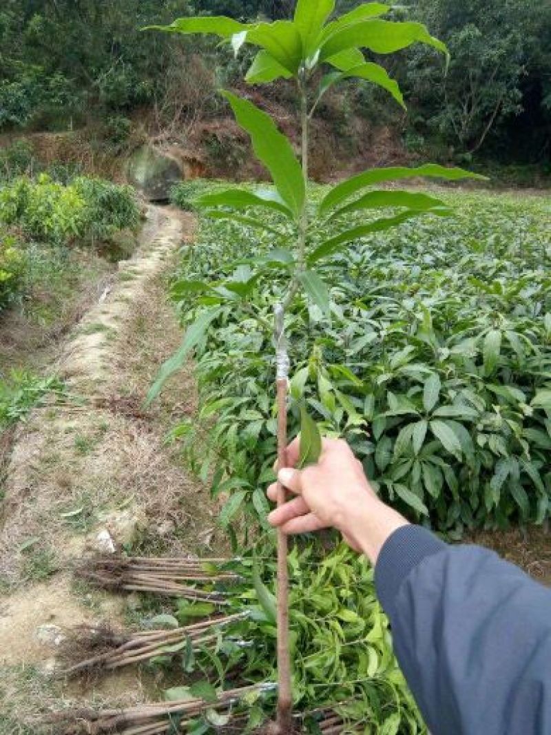 金煌芒果苗，包邮，直径1.2cm粗