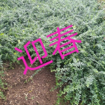 迎春花苗40~50cm