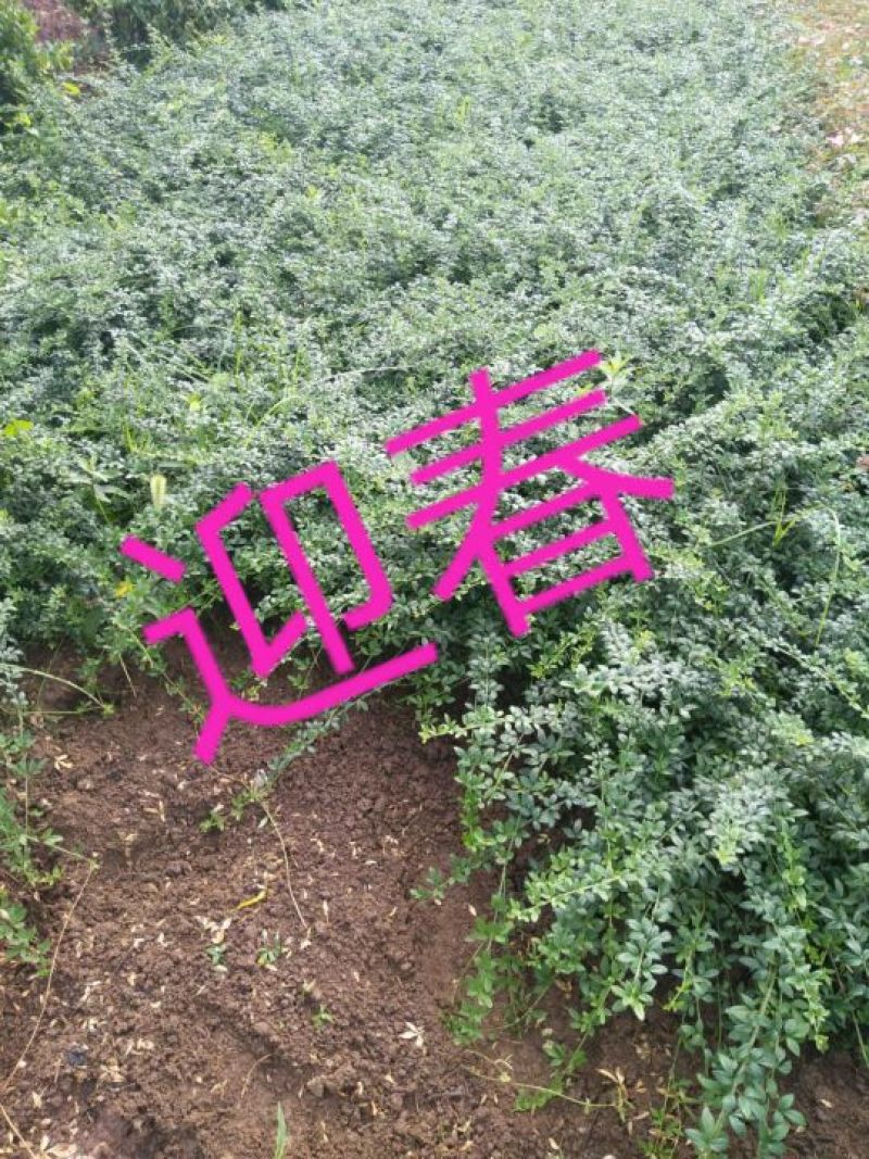 迎春花苗40~50cm