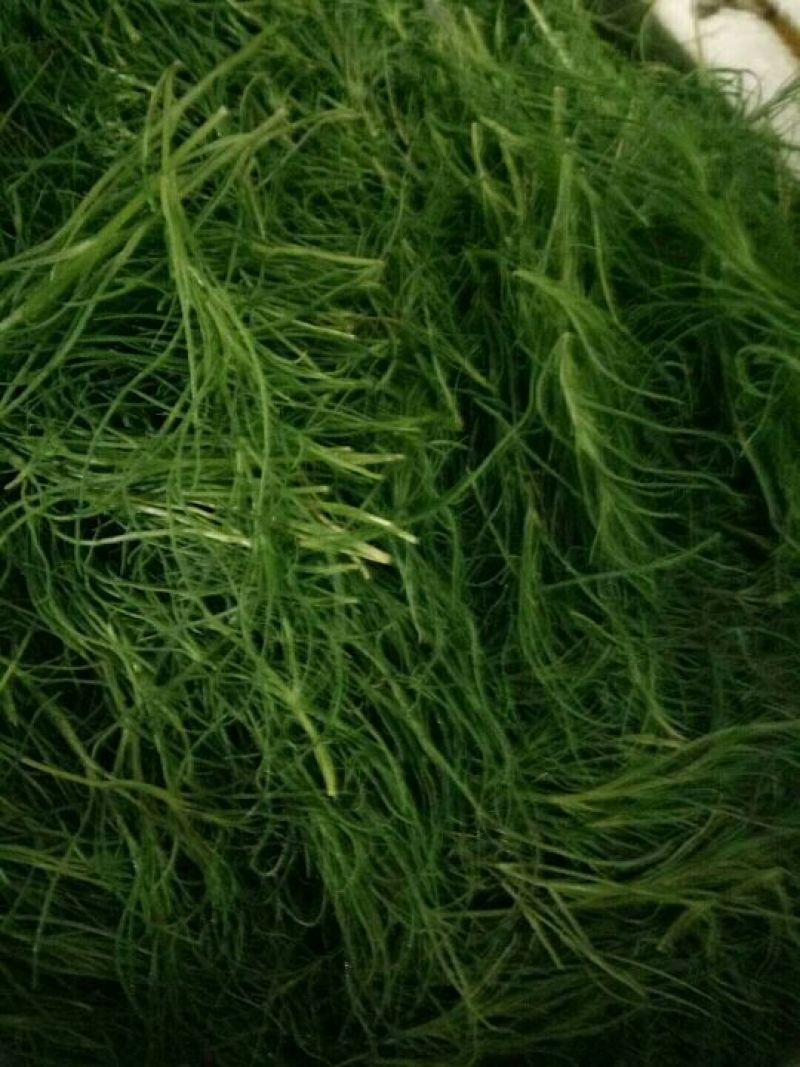 山东野菜特菜常年大量批发