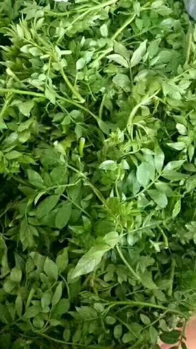 山东野菜特菜常年大量批发