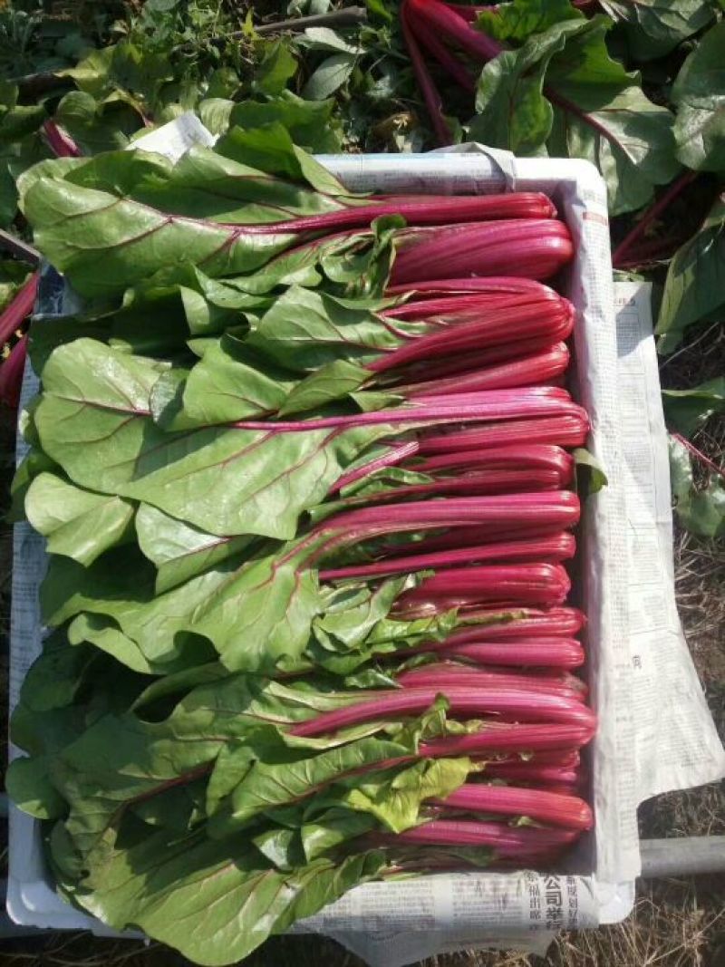 山东野菜特菜常年大量批发