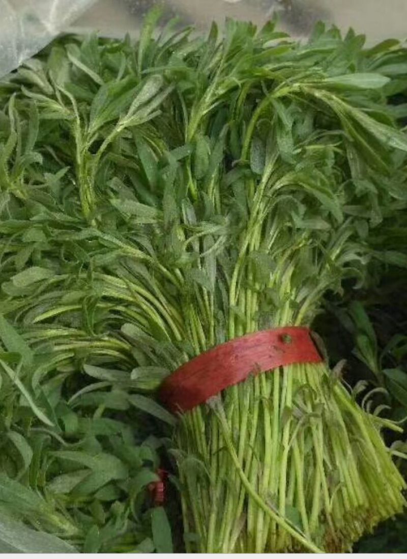 山东野菜特菜常年大量批发