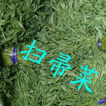 山东野菜特菜常年大量批发