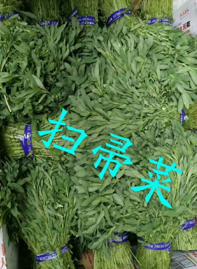 山东野菜特菜常年大量批发