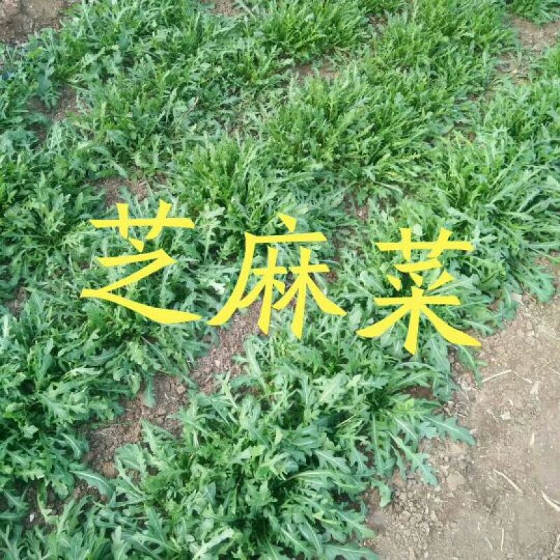 山东野菜特菜常年大量批发