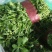 山东野菜特菜常年大量批发
