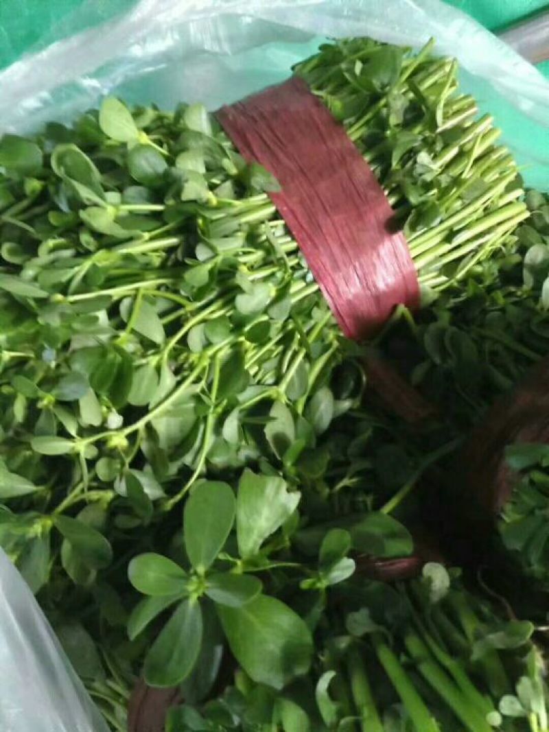 山东野菜特菜常年大量批发