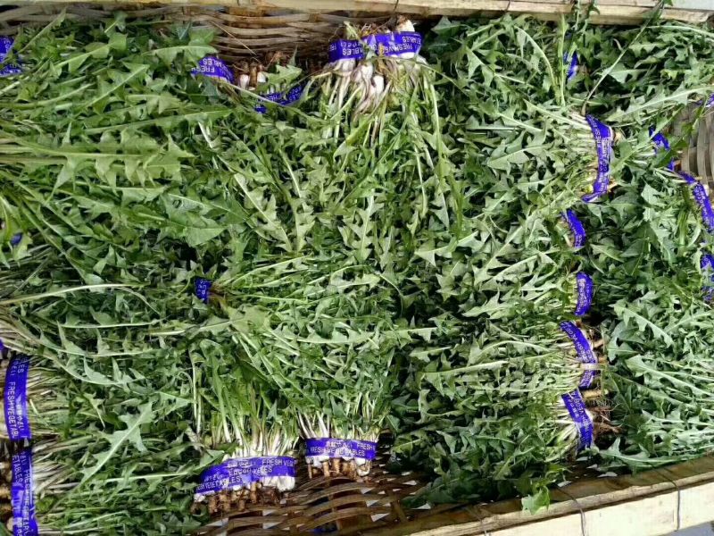 山东野菜特菜常年大量批发
