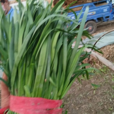 大叶韭菜头茬