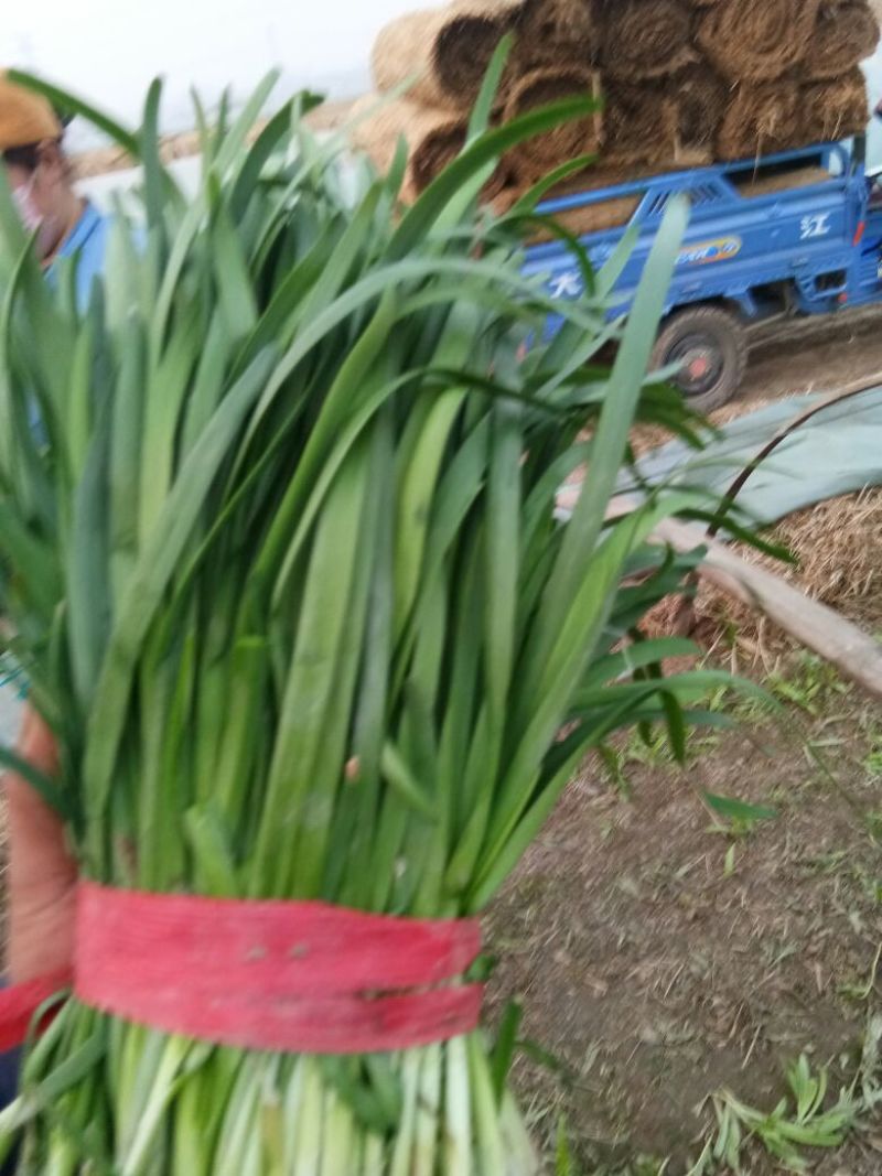 大叶韭菜头茬