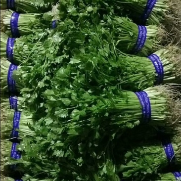 芹菜苗15~30cm，特菜批发