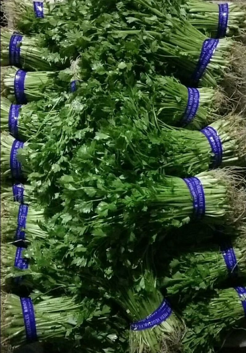 山芹苗，芹苗，娃娃芹，芹菜苗，香芹苗，特菜，常年批发