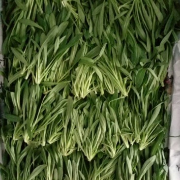 面条菜10~20cm
