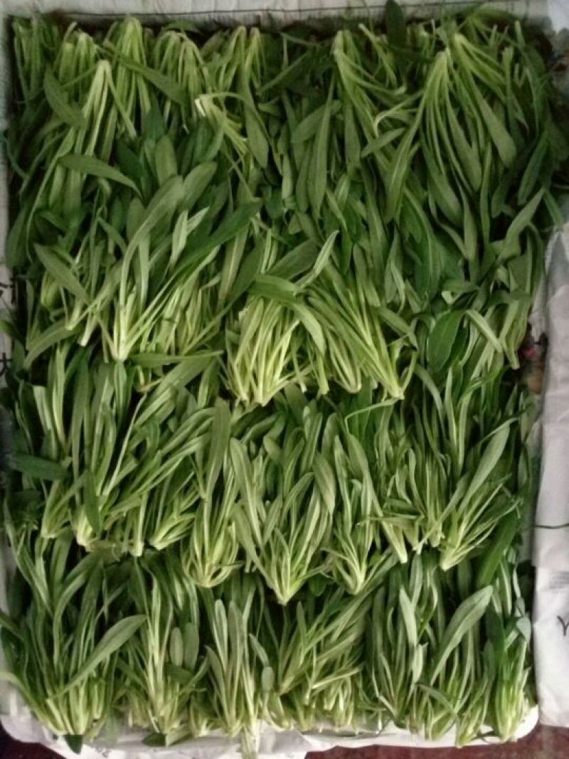 面条菜10~20cm