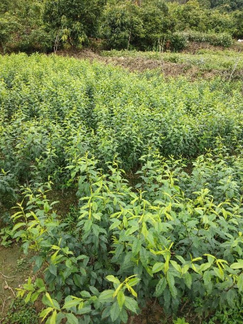 三华李树苗40~50cm