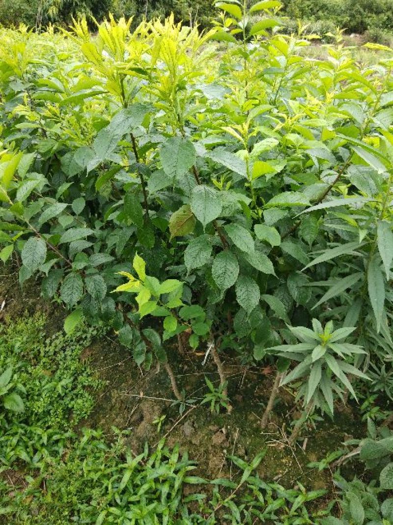 三华李树苗40~50cm