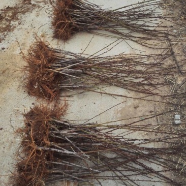 桃树苗60~70cm