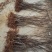 桃树苗60~70cm