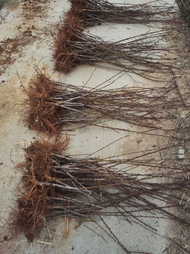 桃树苗60~70cm