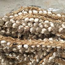 大蒜种子97%精品黑龙江阿城紫皮大蒜种子