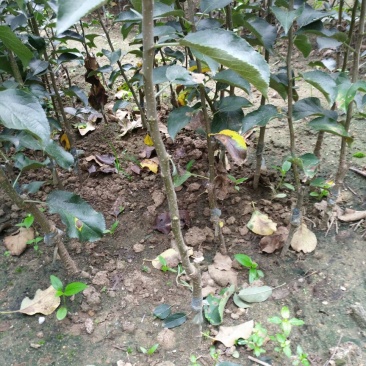 苹果树苗嫁接富士一年苹果苗价格根系发达成活率高