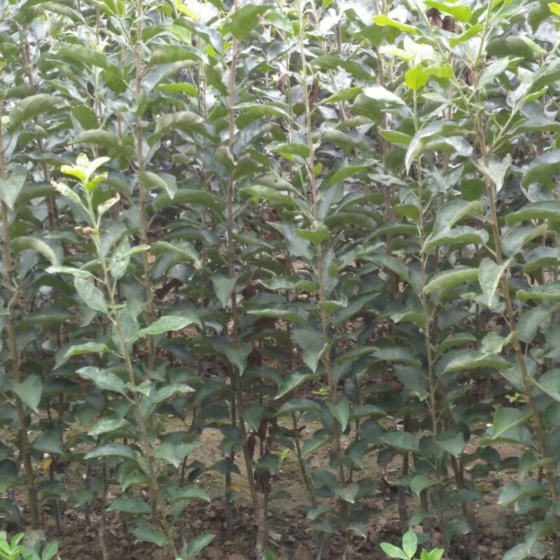 苹果树苗嫁接富士一年苹果苗价格根系发达成活率高