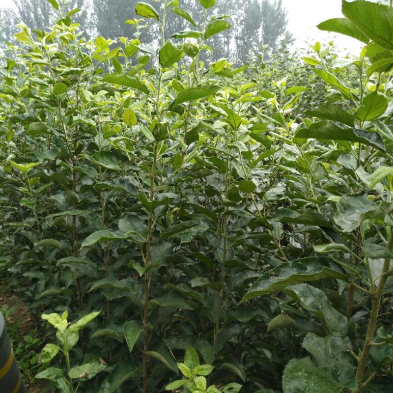 苹果树苗嫁接富士一年苹果苗价格根系发达成活率高