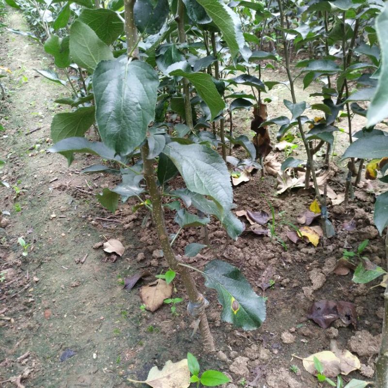 苹果树苗嫁接富士一年苹果苗价格根系发达成活率高