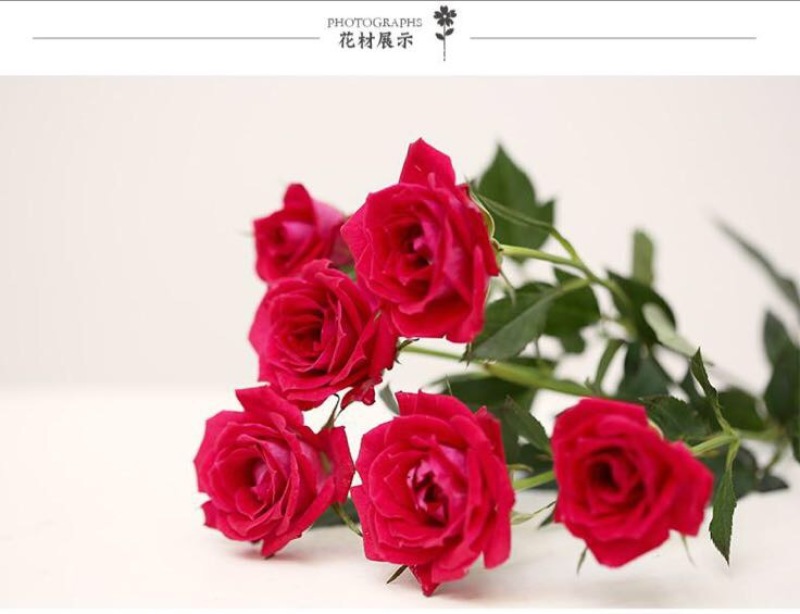 四季月季苗四季玫瑰苗支持批发零售500棵起