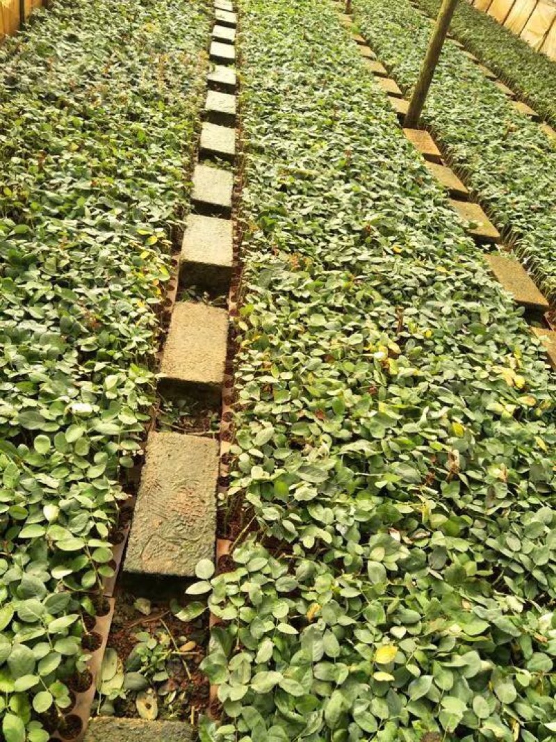 四季月季苗四季玫瑰苗支持批发零售500棵起