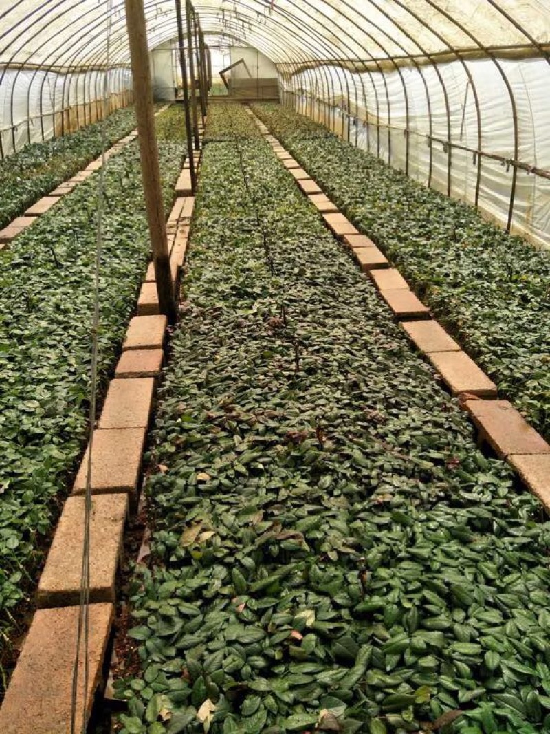 四季月季苗四季玫瑰苗支持批发零售500棵起