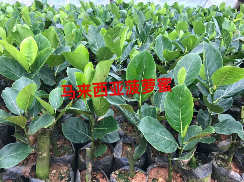 菠萝苗马来西亚1号，5号，8号四季菠萝苗