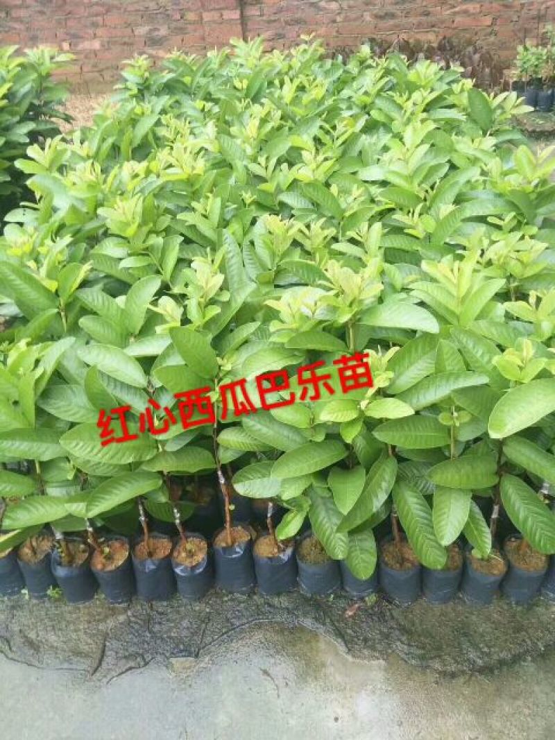 西瓜番石榴苗台弯西瓜芭乐