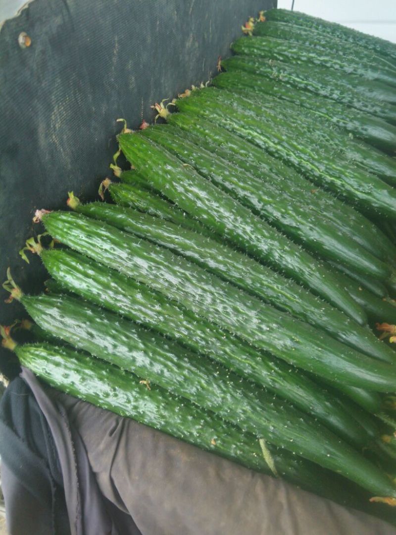 黄瓜鲜花带刺25公分以上