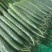 黄瓜鲜花带刺25公分以上