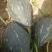 香芋南瓜2~3斤以上扁圆形