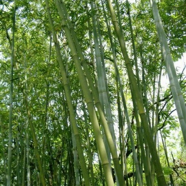 绿竹9~10m