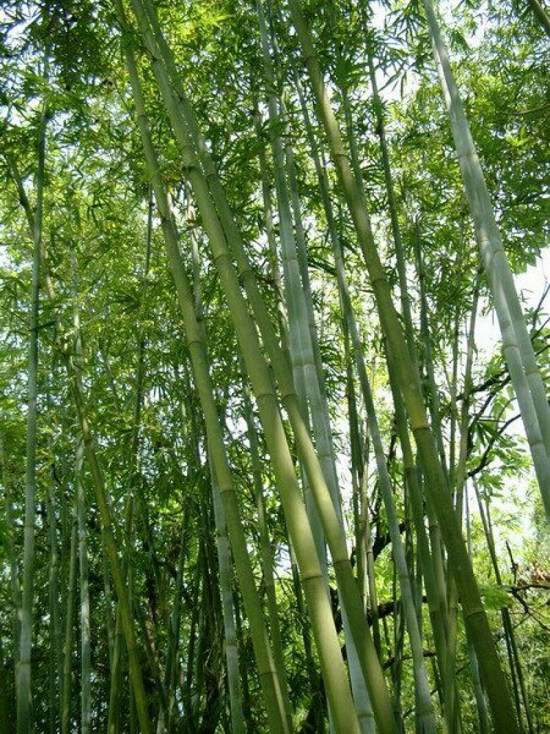 绿竹9~10m