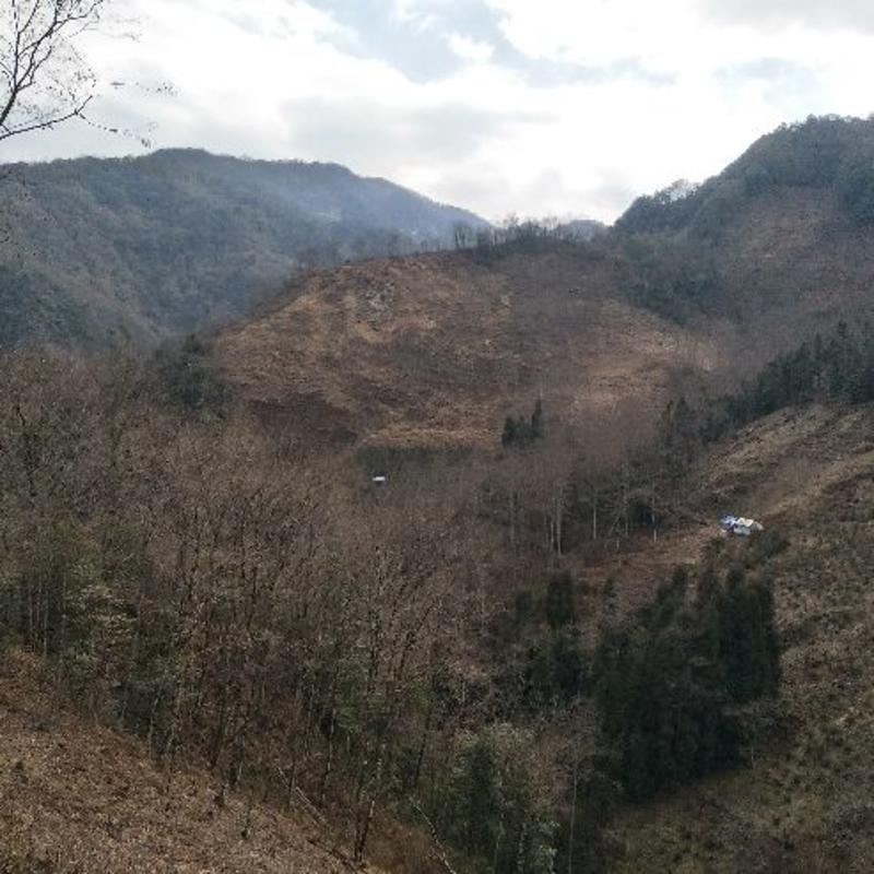 平武大山里一年一次棒巢百花蜜